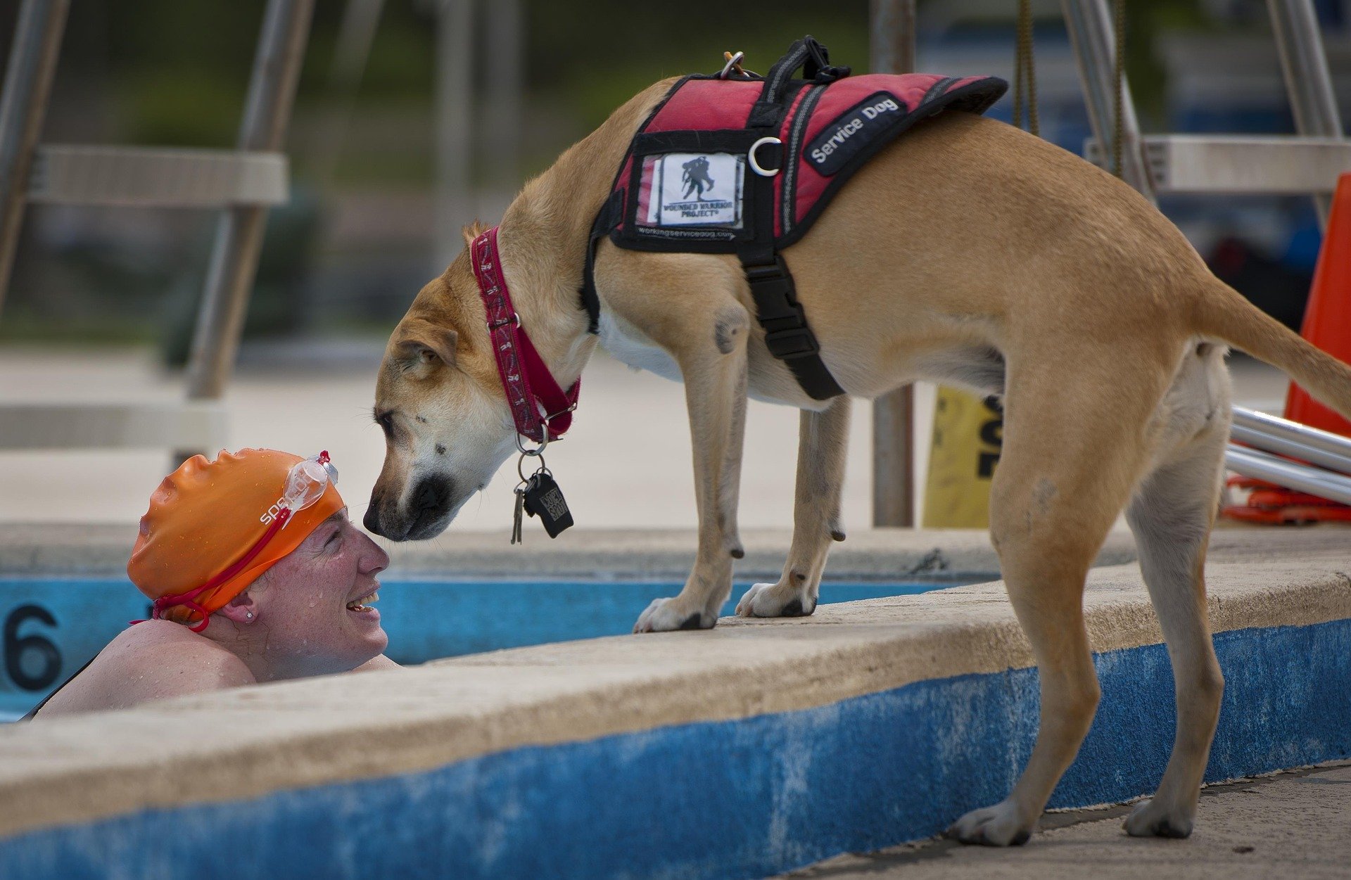 servicing-the-service-animals-distinguished-blog