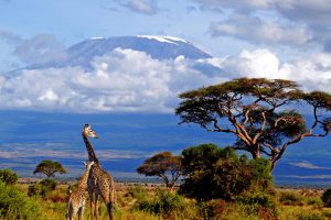 “no Dream Is Too Big”  Inside Susan Decarlo’s Sabbatical To Mount Kilimanjaro
