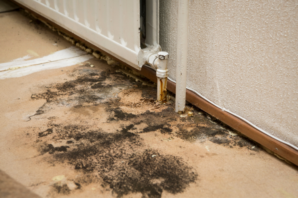 Mold Matter Insurance Coverage For Contractors | Distinguished Programs